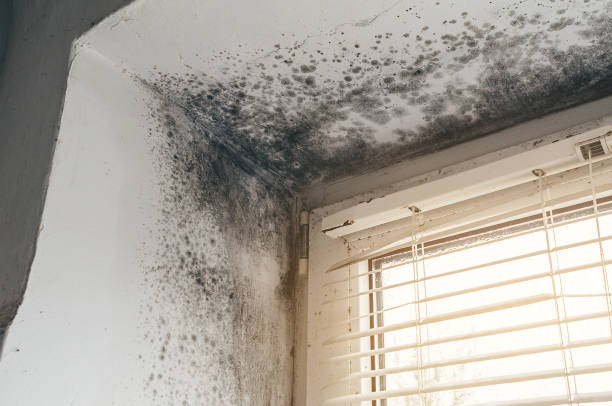 Affordable Mold Cleanup solutions in Kalamazoo, MI